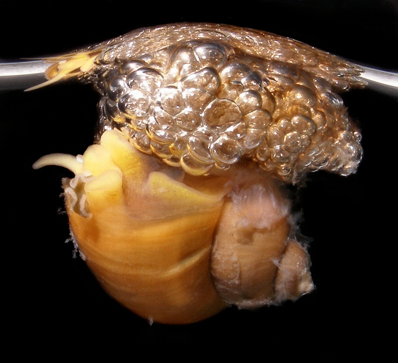 Illustration for article titled Scientists sort out the secrets of bubble-rafting snails